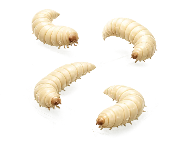 Dekorative Darstellung von Maden